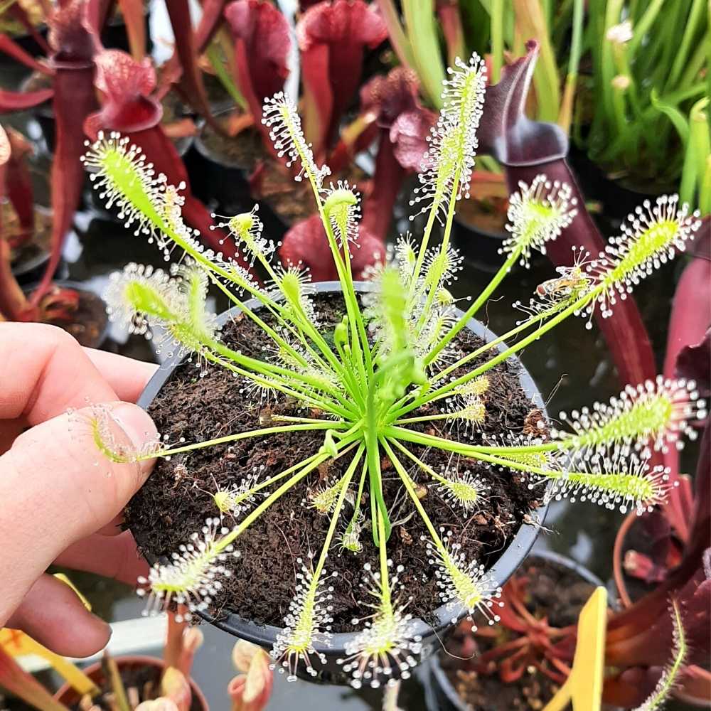 D. intermedia "green" (anthocyanin free)