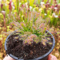 D. intermedia