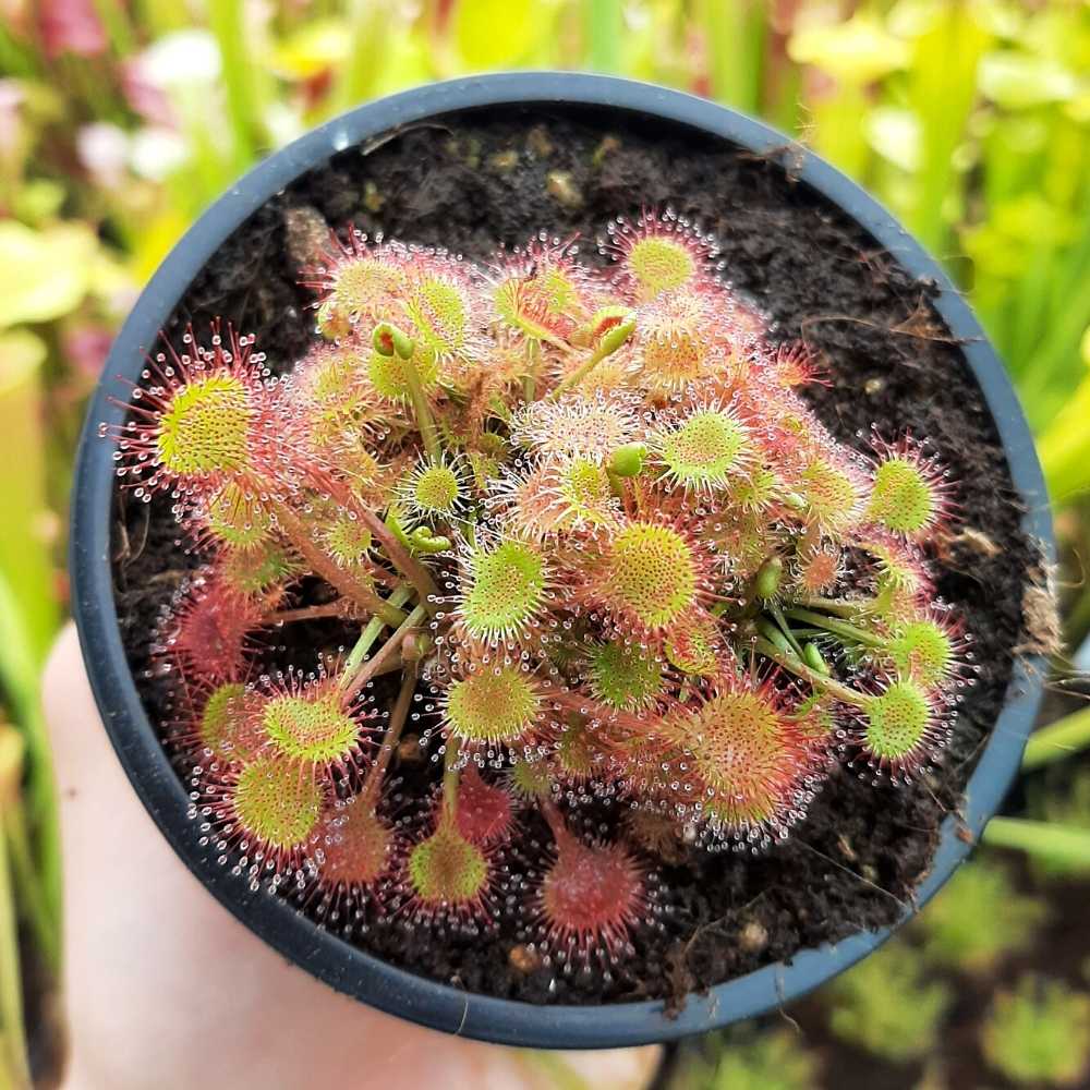 D. rotundifolia