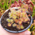 D. rotundifolia