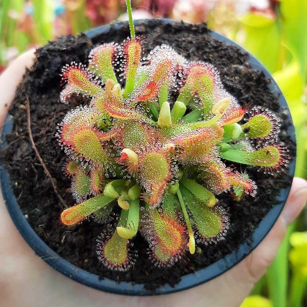D. venusta