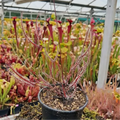 D. binata 'Burgundy' (red form)