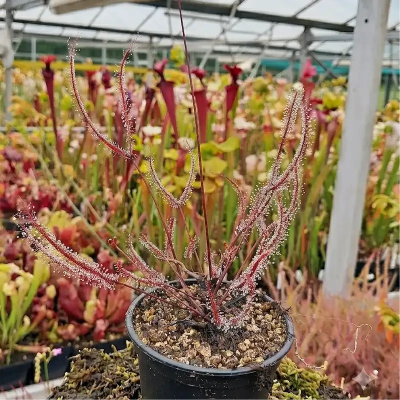 D. binata 'Burgundy' (red form)