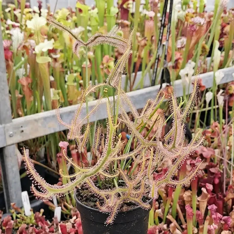 D. binata 'Marston Dragon'