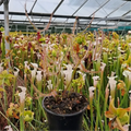 Drosera binata octopus product photo