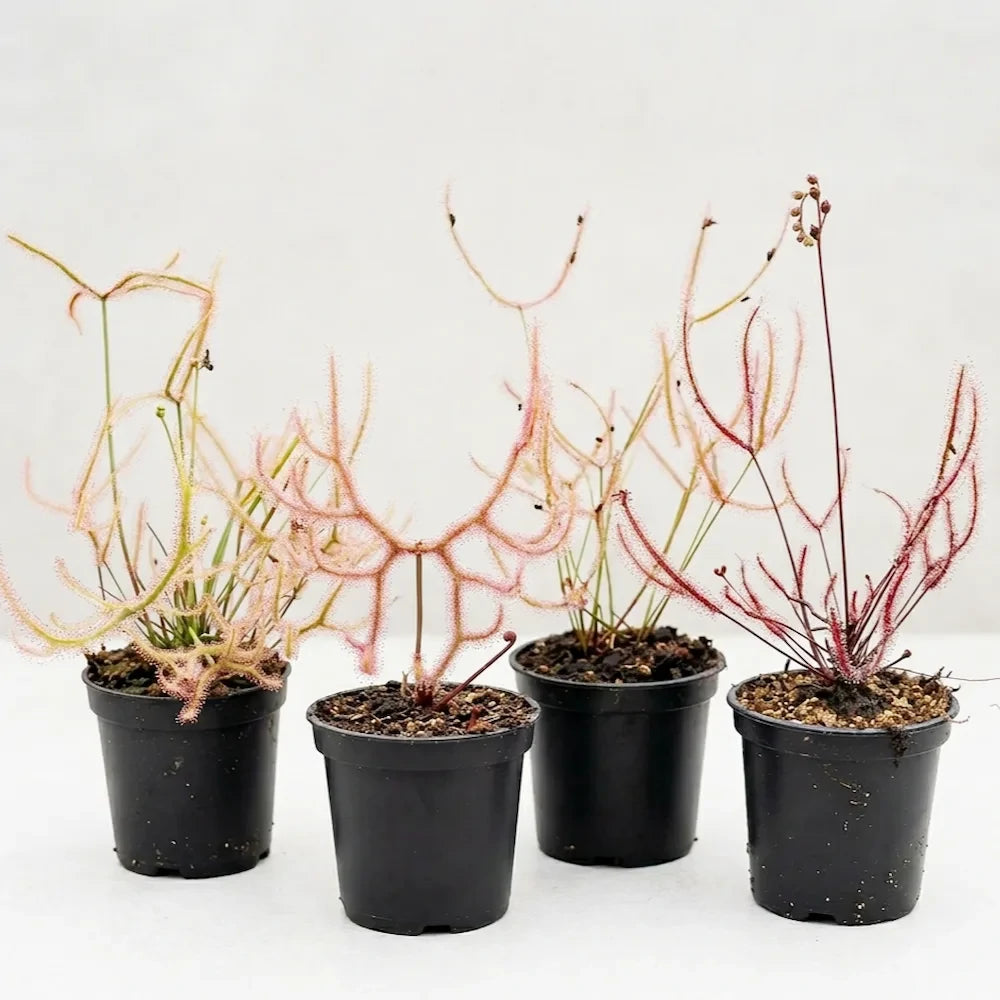 Drosera binata pakket