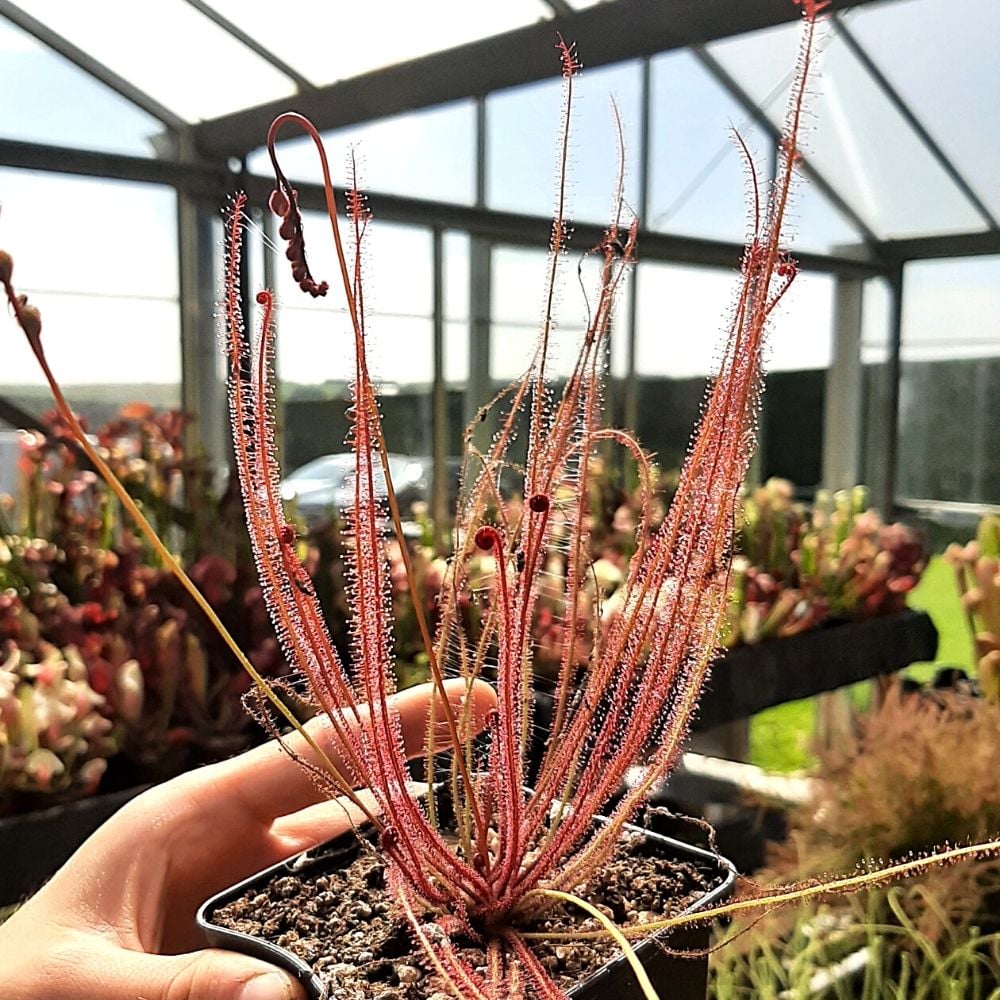 D. filiformis var. floridana "White flower"