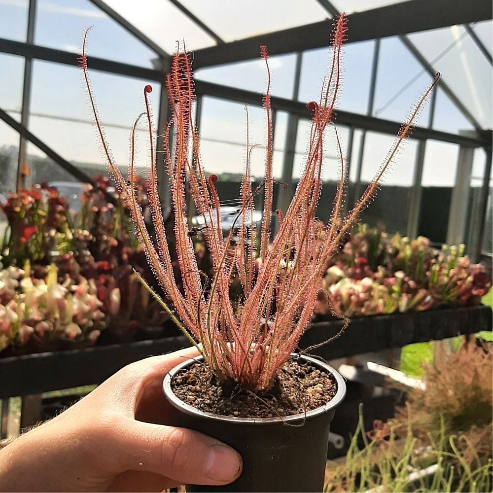 D. filiformis var. floridana "White flower"