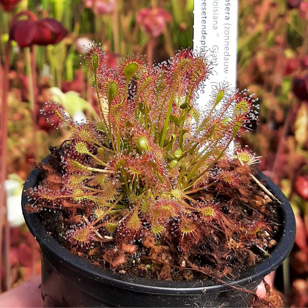 D. x eloisiana, Dorset, UK „giant form“