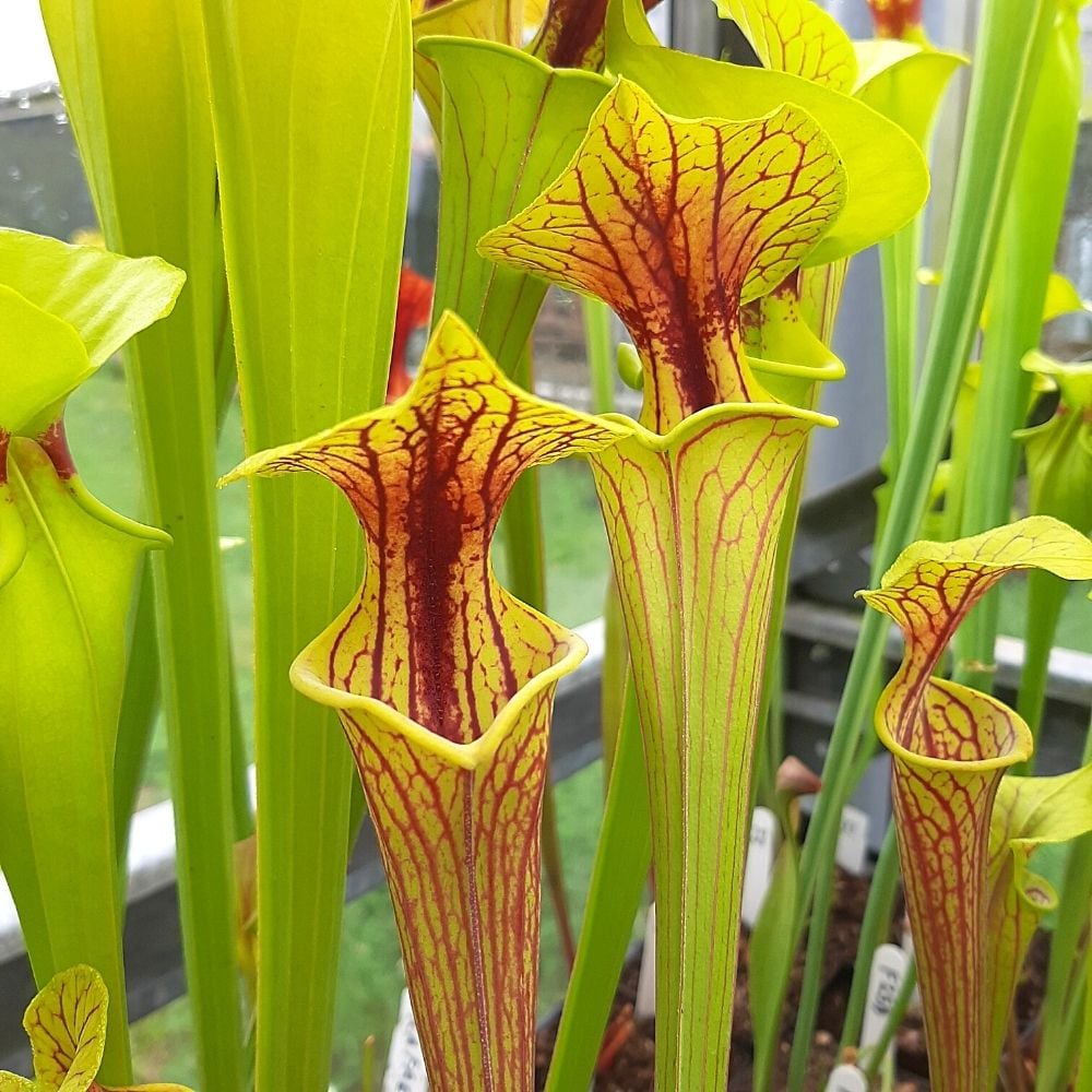 var. ornata, Miramar Beach