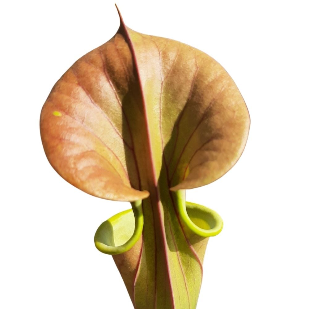 var. cuprea, olive/copper top, NC., ws
