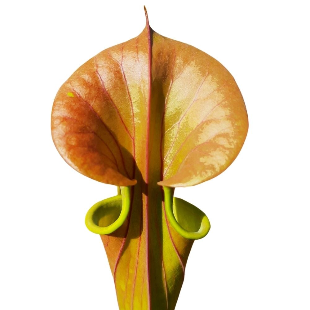 var. cuprea, olive/copper top, NC., ws