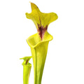 var. rugelii, Milton, Florida