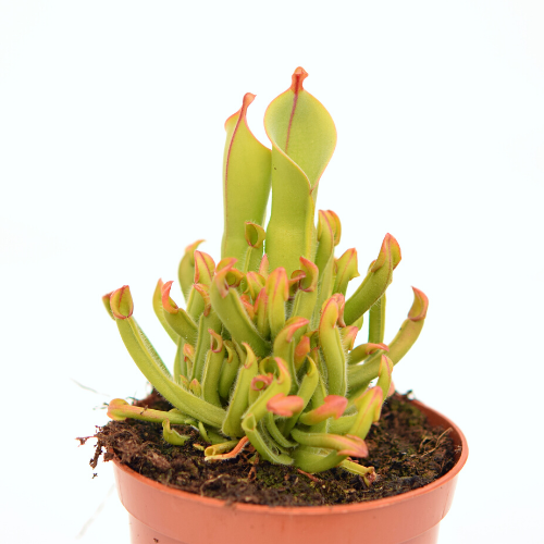 H. heterodoxa x minor