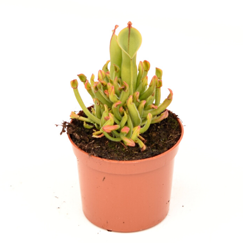 H. heterodoxa x minor