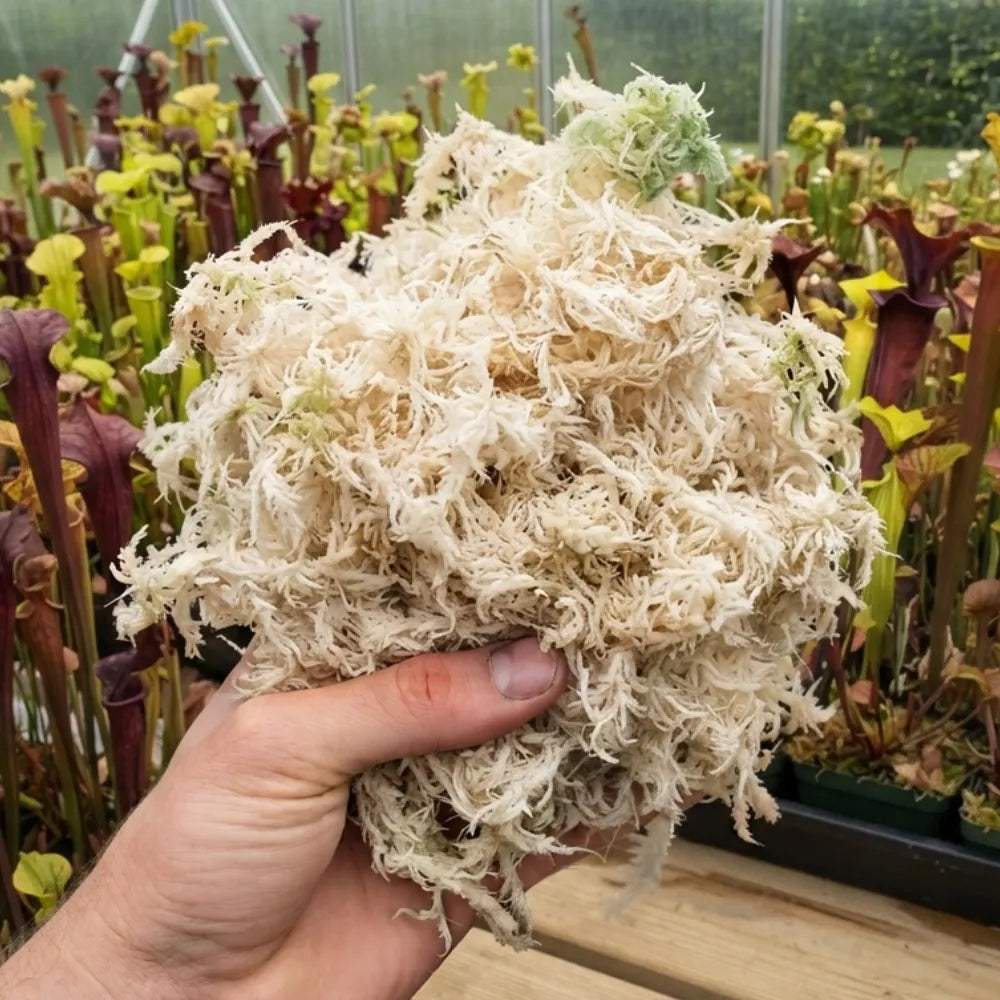 Gedroogd Sphagnum (Binnen gekweekt)