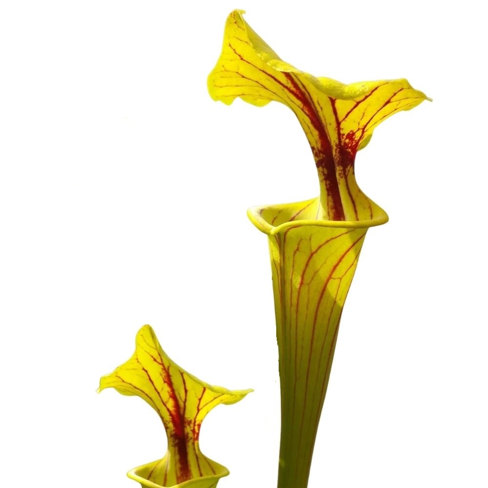 var. ornata, Miramar Beach