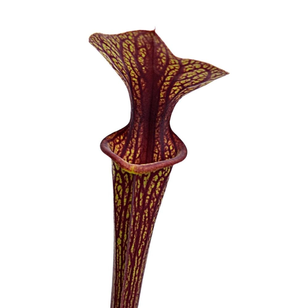 var. ornata, superornata open pollinated