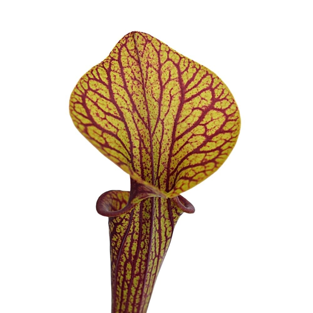 var. ornata, superornata open pollinated