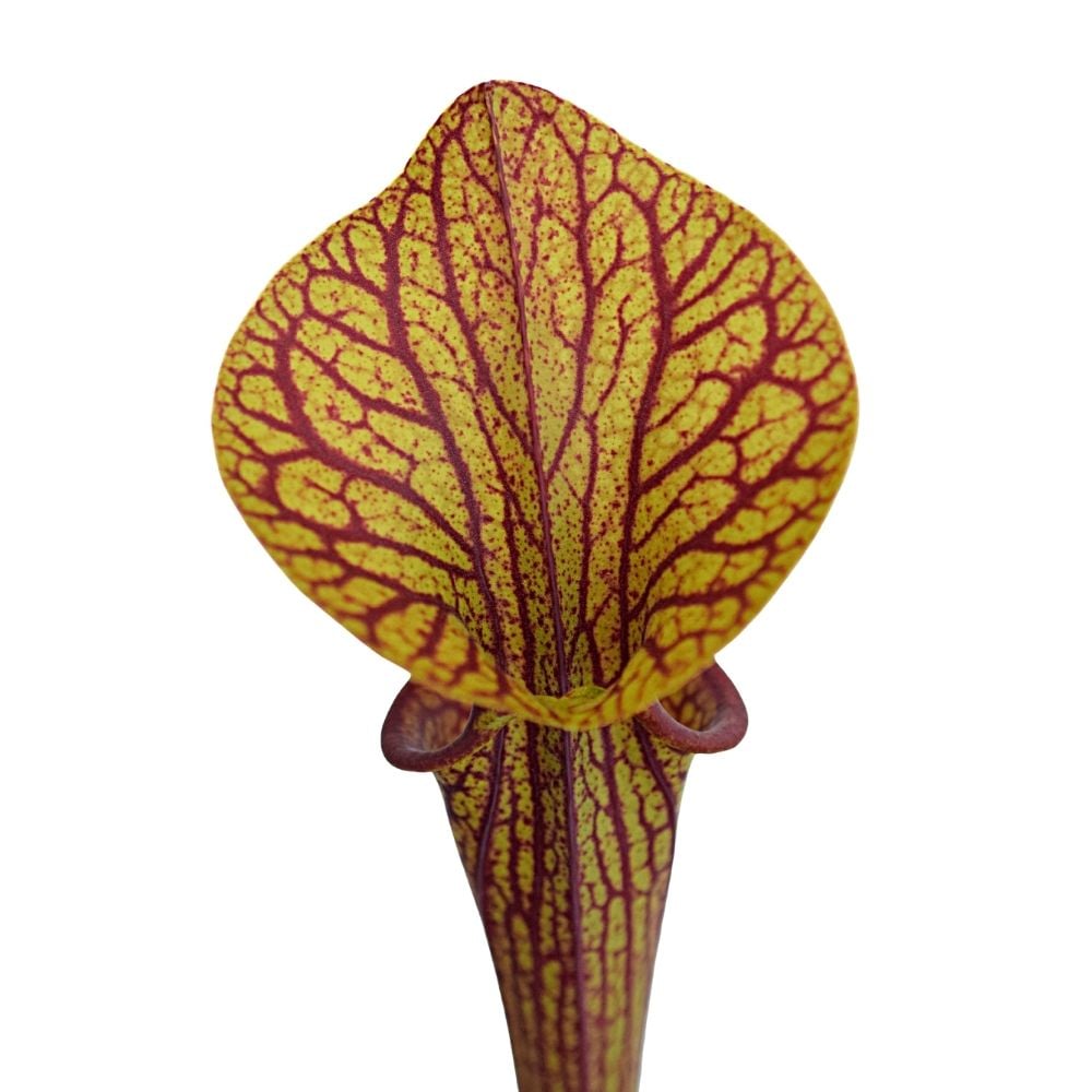 var. ornata, superornata open pollinated