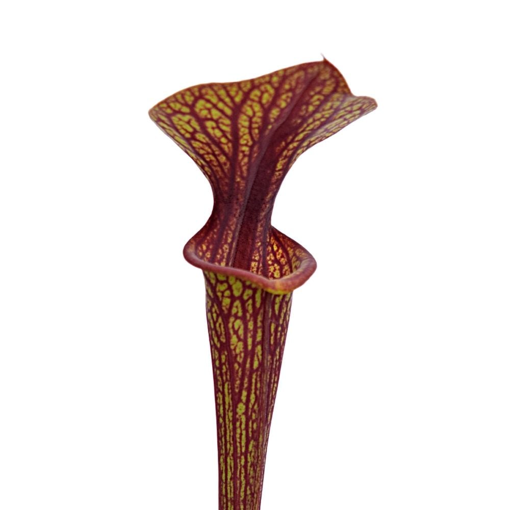 var. ornata, superornata open pollinated