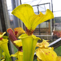var. rugelii, FL, Santa Rosa Co.