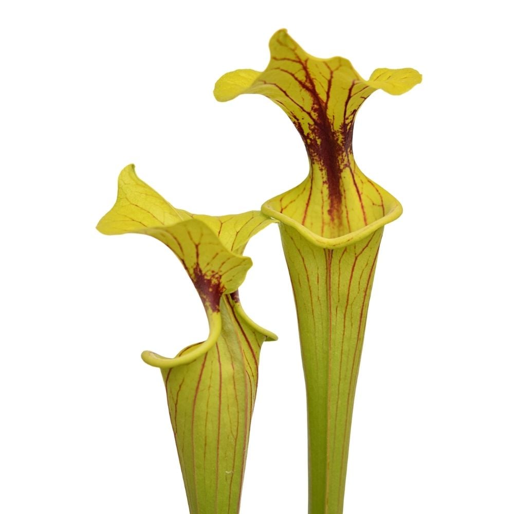 var. ornata, Miramar Beach