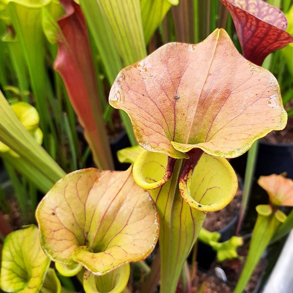 var. cuprea "Coppertop" ex. A. Slack