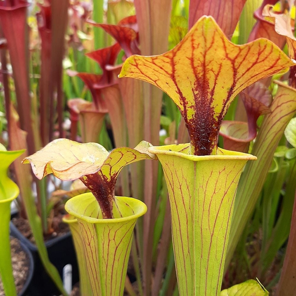 var. cuprea "Coppertop" ex. A. Slack