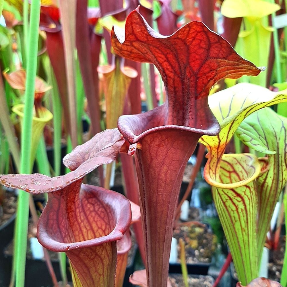 var. atropurpurea clone F130H (M. Srba) COPY