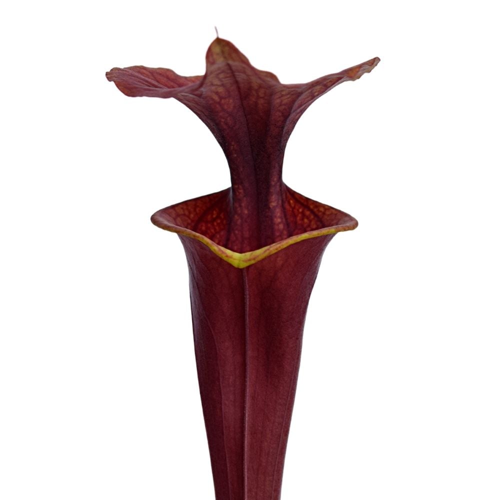 var. atropurpurea F196A M. Srba