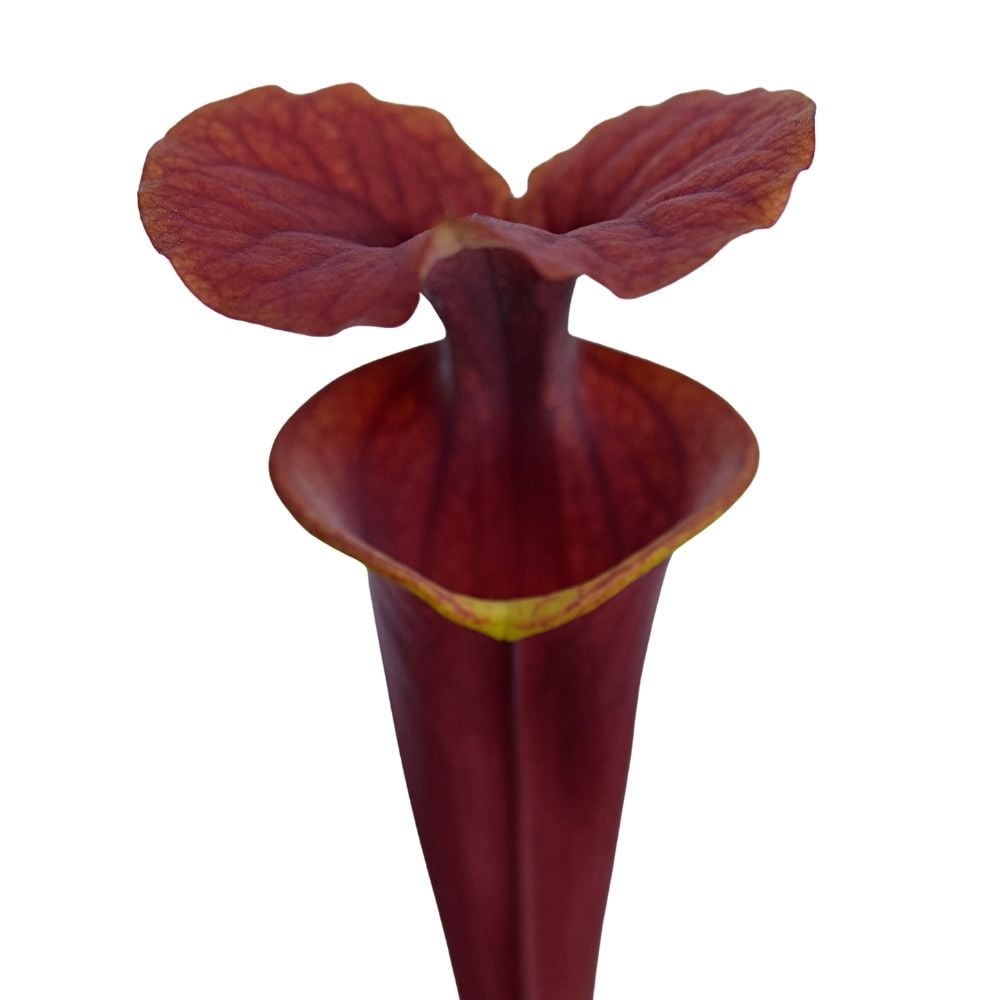var. atropurpurea F196A M. Srba