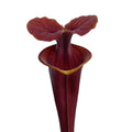 var. atropurpurea F196A M. Srba