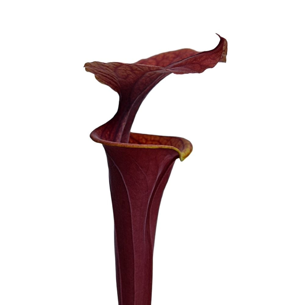 var. atropurpurea F196A M. Srba