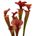 var. rubricorpora Rcp1 x var. rubricorpora Giant CK, orange Kannen