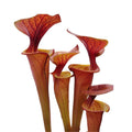 var. rubricorpora Rcp1 x var. rubricorpora Giant, orangefarbene Kannen 2