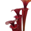 var. rubricorpora Rcp1 x var. rubricorpora Giant CK, all red