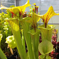 var. ornata Potterton & Martin form James Welham,