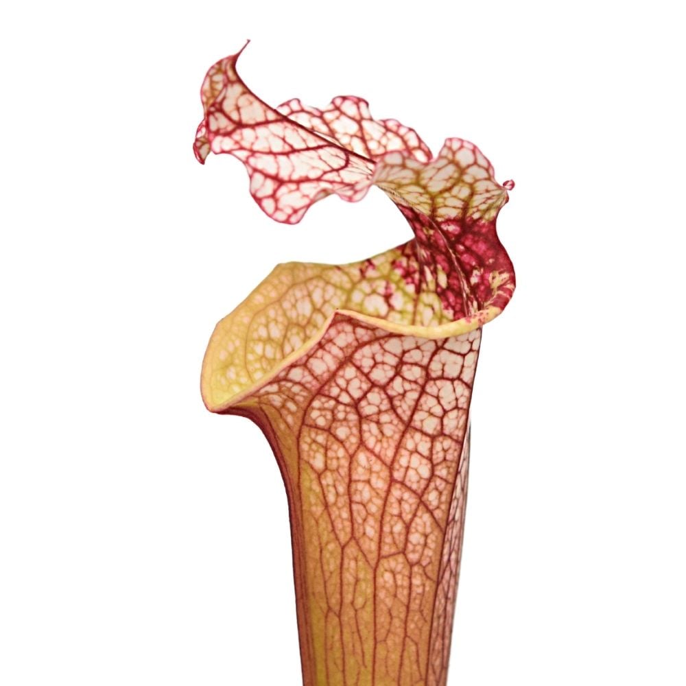 'Leah Wilkerson x leucophylla, pubescent clone 3