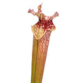 'Leah Wilkerson x leucophylla, pubescent clone 3