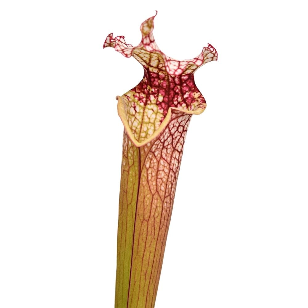 'Leah Wilkerson x leucophylla, pubescent clone 3