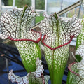 leucophylla x (moorei x purp. venosa) [Gary Wheeler]