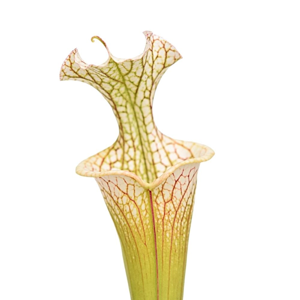 leucophylla L20 x „Adrian Slack“ Klon A M. Srba