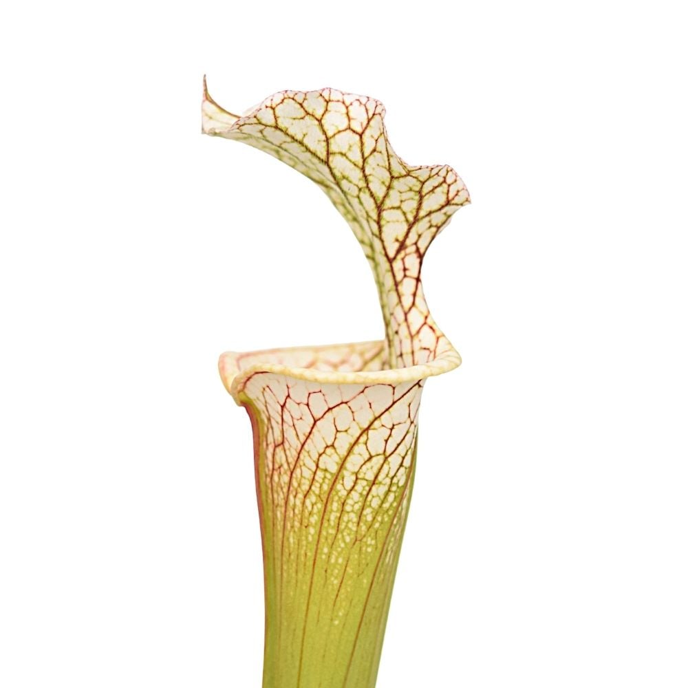 leucophylla L20 x „Adrian Slack“ Klon A M. Srba