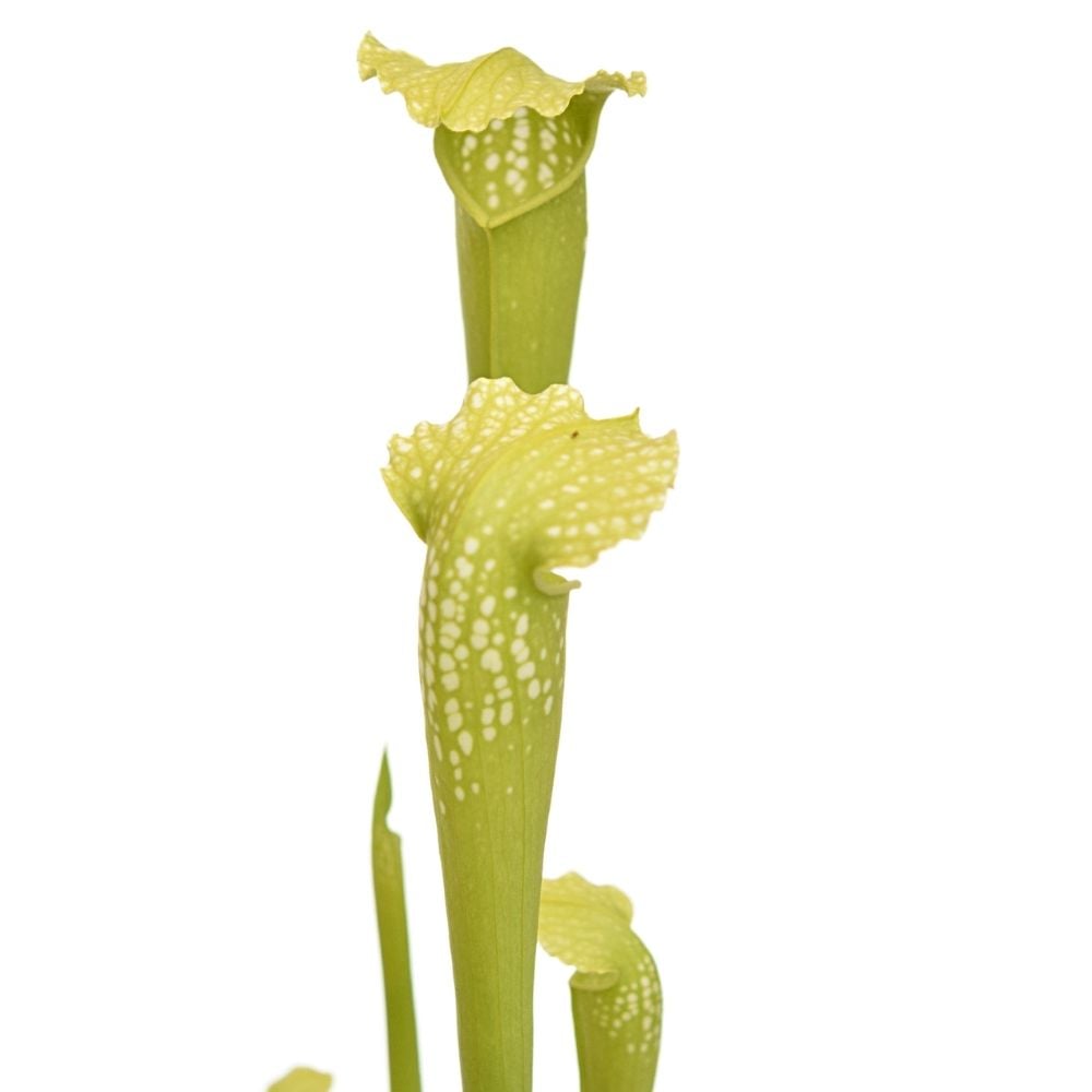 x excellens 'Green Monster'