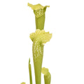 x excellens 'Green Monster'