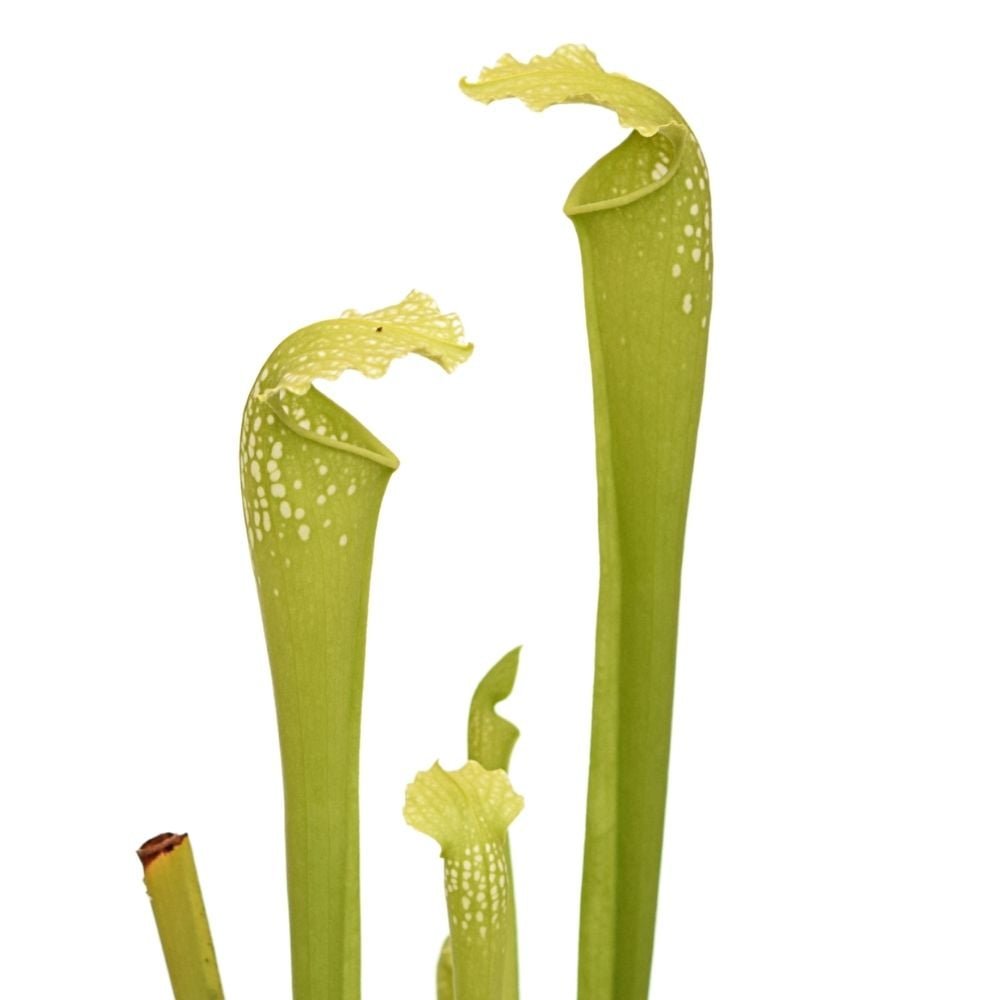 x excellens 'Green Monster'