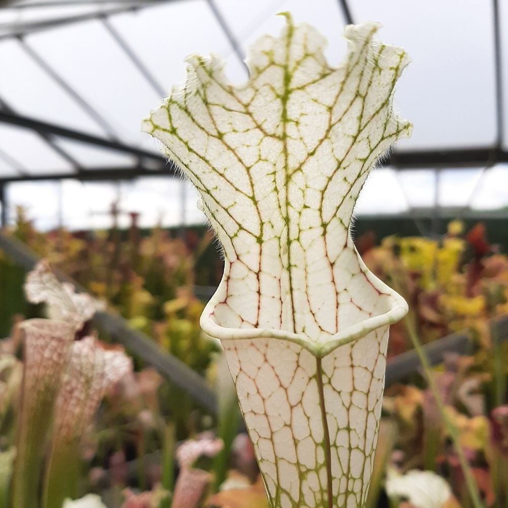 L20c Srba x Schnell’s Ghost