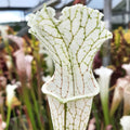 L20c Srba x Schnell’s Ghost