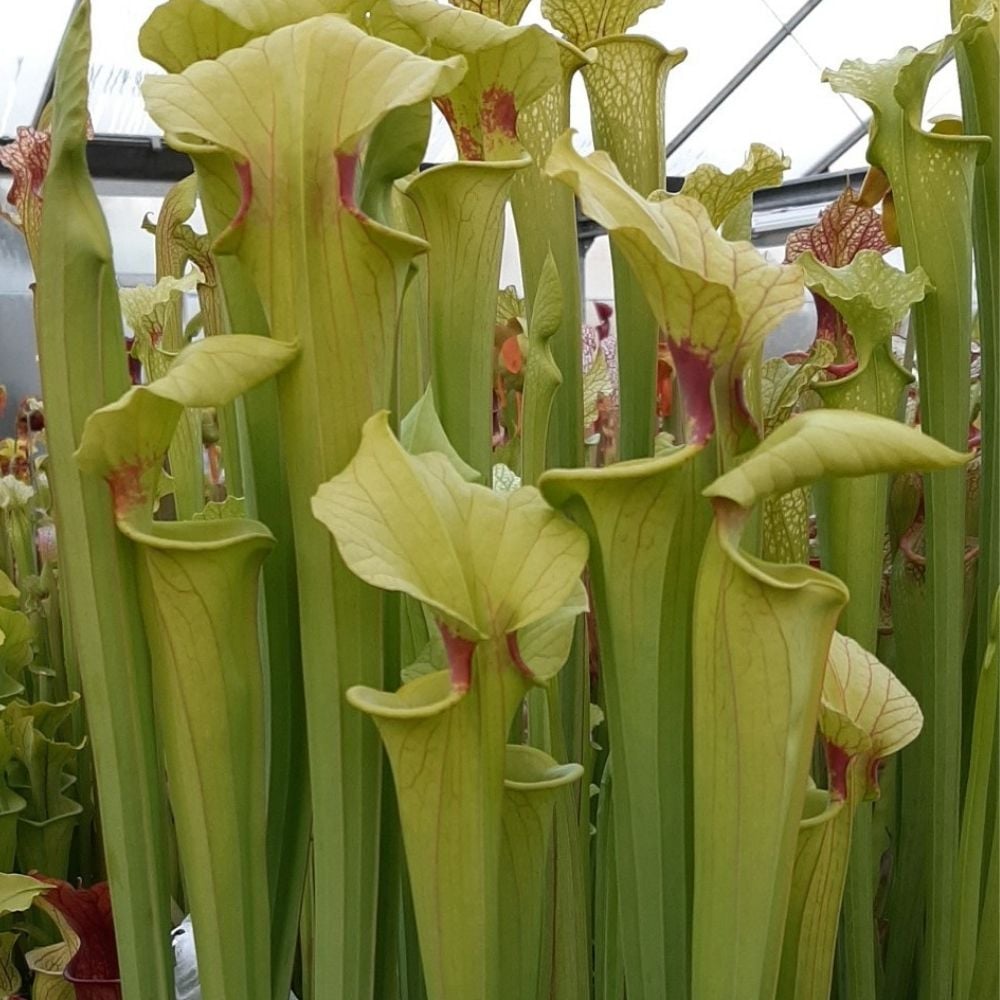 x moorei 'Brooks Hybrid'